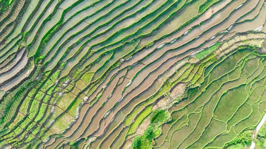 大美梯田4