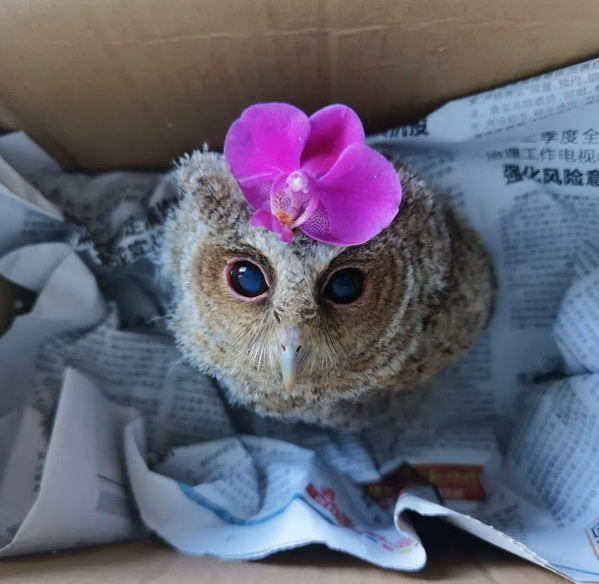 ɳ����һֻèͷӥ������2