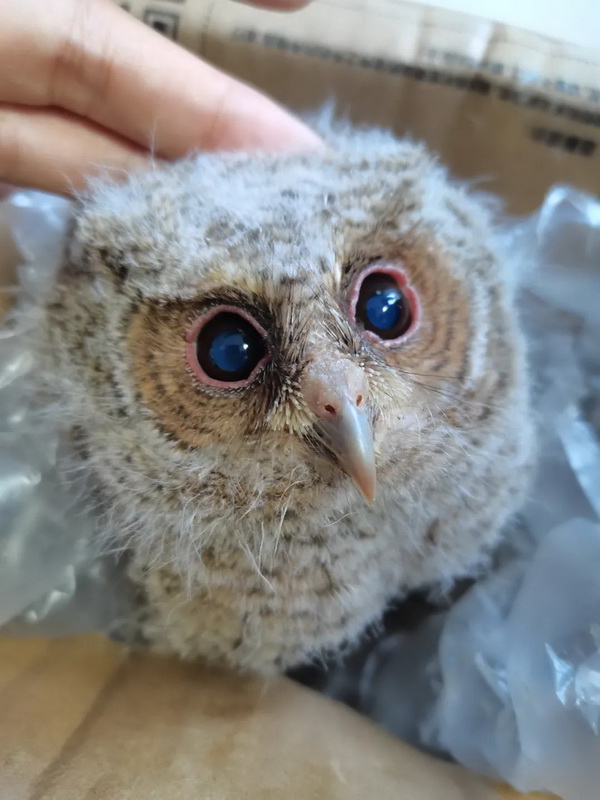 ɳ����һֻèͷӥ������