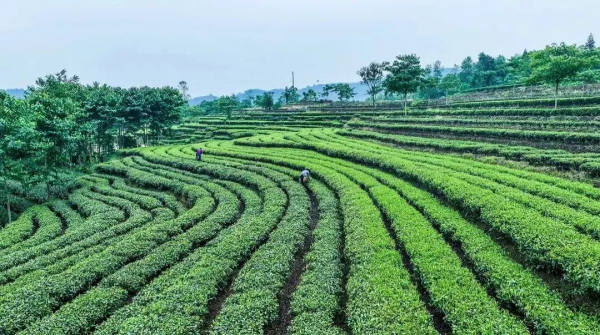 �Ķ�ɽ���ҵ2