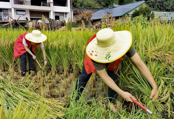 ��������æ