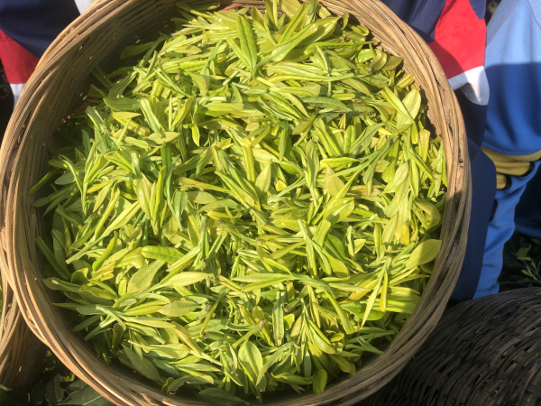走进茶山2