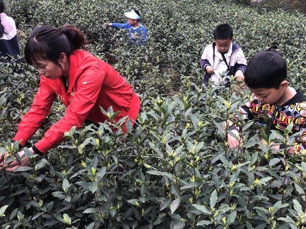 走进茶山1