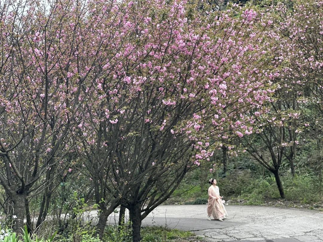 樱花8