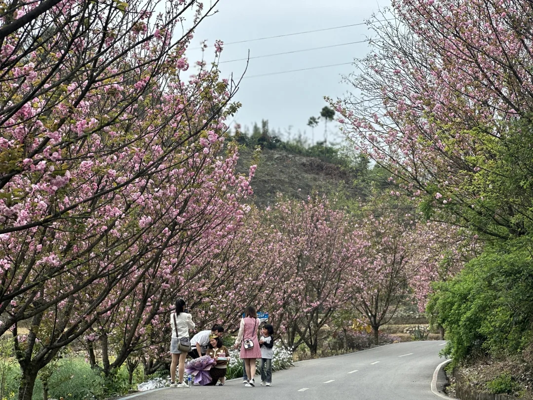 樱花9