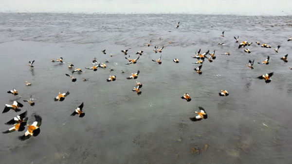赤麻鸭又来沙湾2