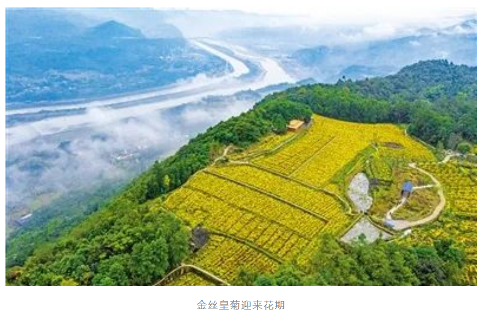 金丝皇
