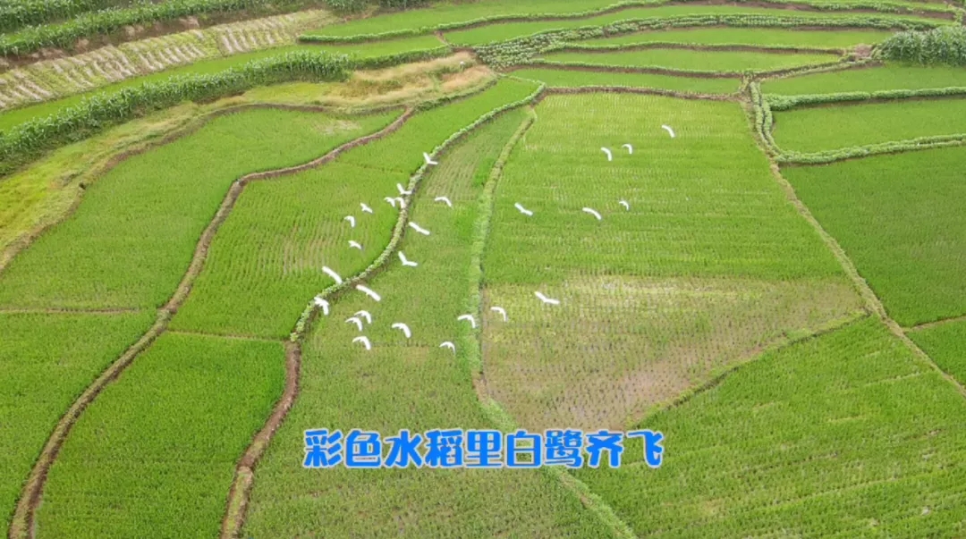 踏水镇：巨幅稻田画献礼建党百年2