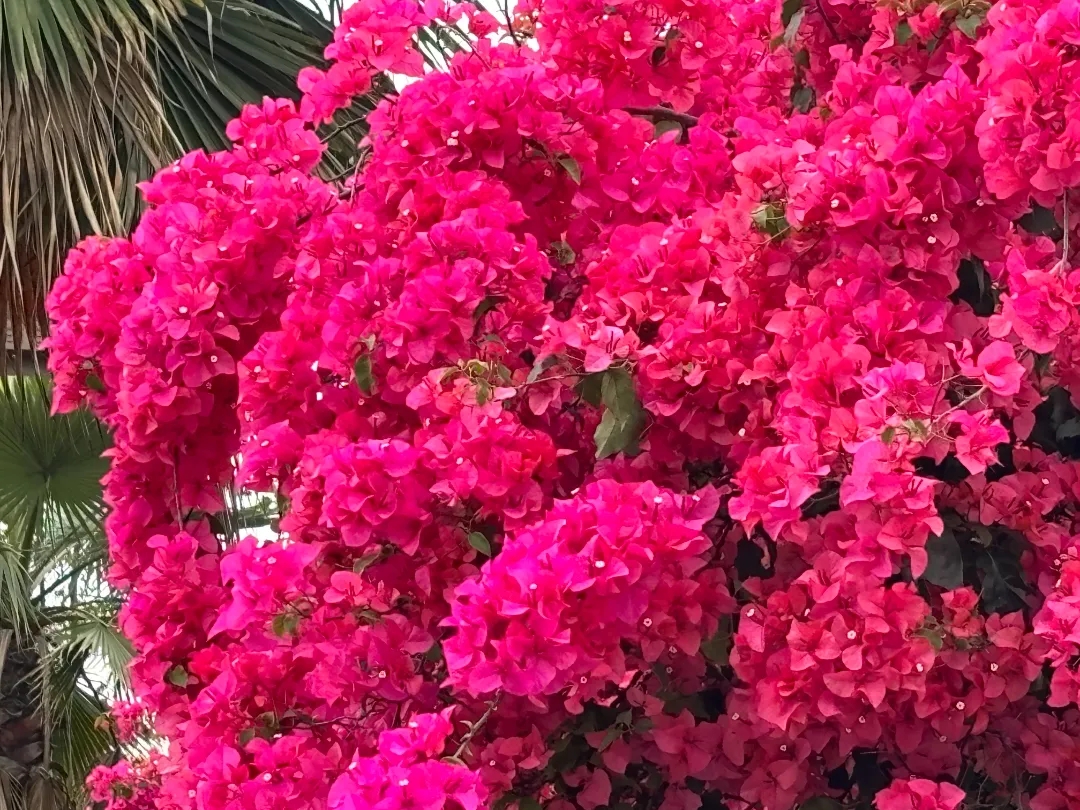 花海1