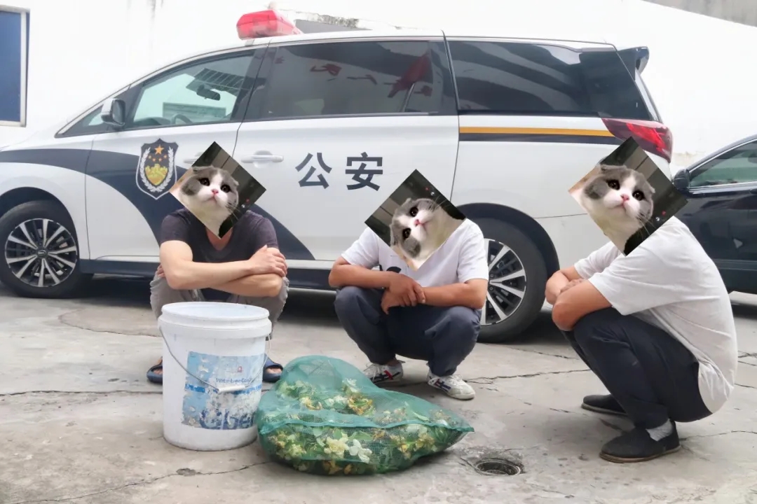 嘉农2